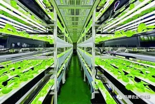 緊跟時代步伐 植物工廠——21世紀農業發展的必然選擇與技術服務新機遇